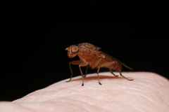 Suillia quinquepunctata