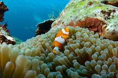 Amphiprion ocellaris