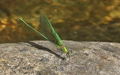 Neurobasis chinensis