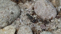 Cicindela haemorrhagica