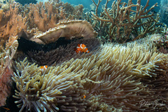Amphiprion ocellaris
