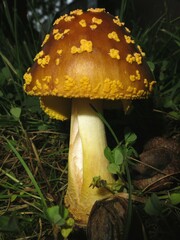 Amanita flavorubens