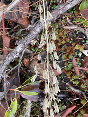 Toxicoscordion venenosum