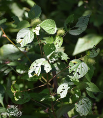 Acalypha arvensis
