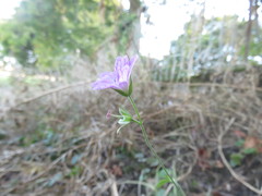 Geranium versicolor