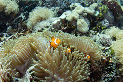 Amphiprion ocellaris