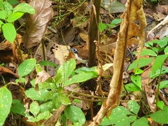 Gymnopithys leucaspis bicolor image