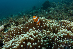 Amphiprion ocellaris