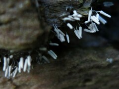 Arcyria cinerea
