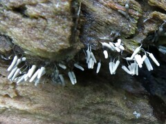 Arcyria cinerea