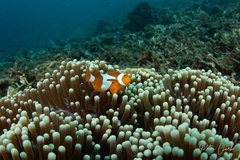 Amphiprion ocellaris