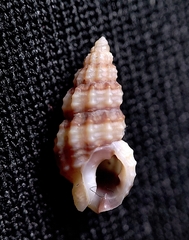 Nassarius gregarius