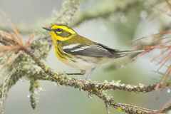 Townsend's Warbler photo 3