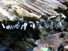 Arcyria cinerea