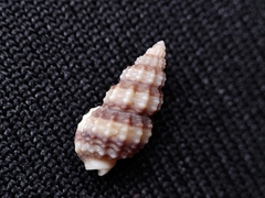 Nassarius gregarius