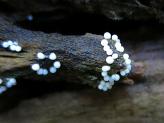 Arcyria cinerea