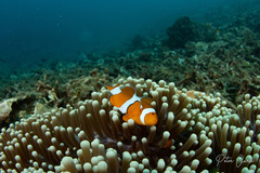 Amphiprion ocellaris