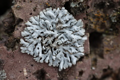 Physcia caesia