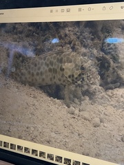 Epinephelus quoyanus