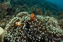 Amphiprion ocellaris