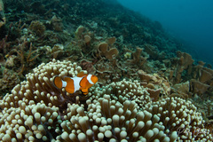 Amphiprion ocellaris