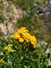 Senecio fistulosus
