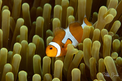 Amphiprion ocellaris