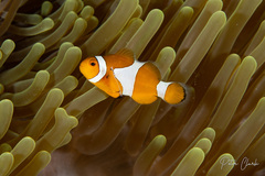 Amphiprion ocellaris