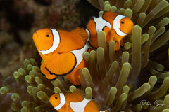 Amphiprion ocellaris