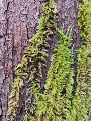 Homalothecium nuttallii