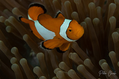 Amphiprion ocellaris