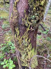 Homalothecium nuttallii