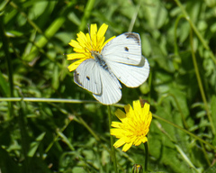 Pieris rapae rapae