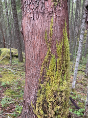 Homalothecium nuttallii