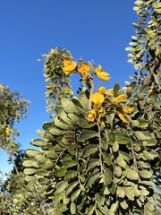 Sophora chrysophylla