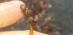 Neuroterus vesicula