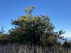 Sophora chrysophylla