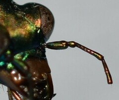 Cicindela nigrocoerulea