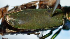 Cicindela nigrocoerulea