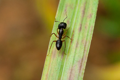 Camponotus renggeri