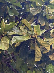 Ficus lyrata