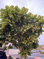 Ficus lyrata