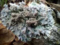 Punctelia missouriensis