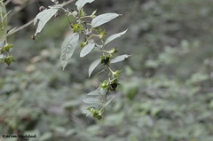Image of Atropa belladonna