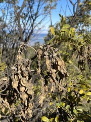 Sophora chrysophylla