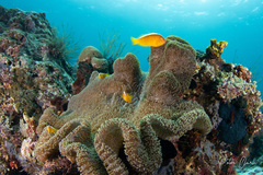 Amphiprion sandaracinos
