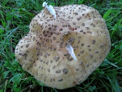 Amanita amerirubescens