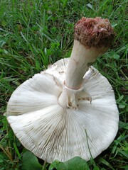 Amanita amerirubescens