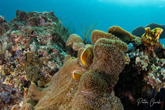 Amphiprion sandaracinos