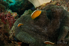 Amphiprion sandaracinos